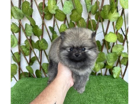Pomeranian boo 4 dişi 1 erkek