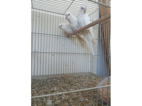 Albino yavrular melek bunlar el besleme sultanlar