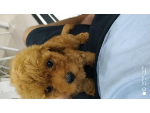 Mini boy toy poodle kore bebeklerim teslime hazır