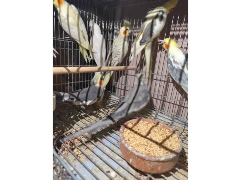Albino sultan papağanı bulunur