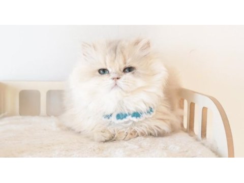 Blue golden longhair safkan erkek yavru