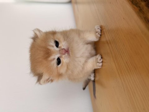Safkan british shorthair golden ny12 yavrum