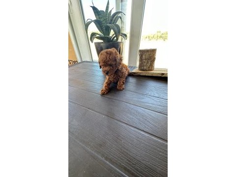 Boy kilo garantili teacup erkek poodle