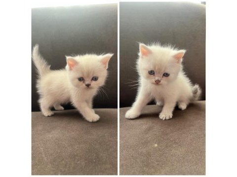 British shorthair yavru