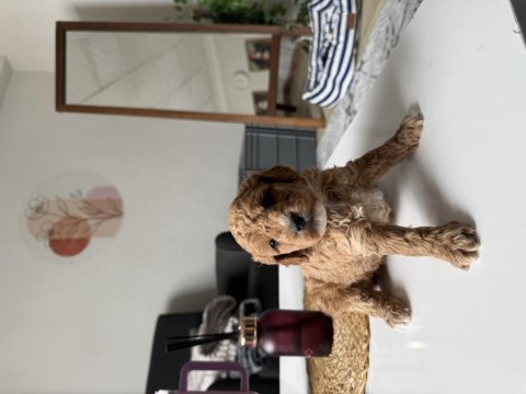 Poodle bebeklerimiz