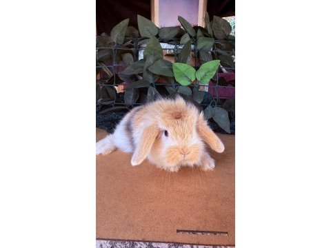 Safkan hollanda teddy lop tavşanlar
