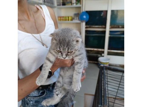 Bebek scottish fold her ile güvenli gönderim yapılır