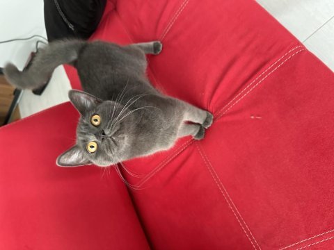 British shorthair