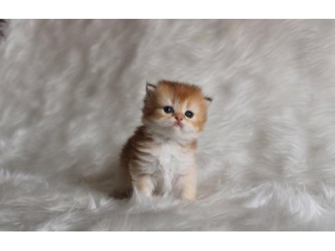 British longhair golden ny11 ny25 bebekler