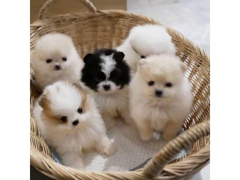 Sevimli mini boy pomeranian boo yavruları hazır