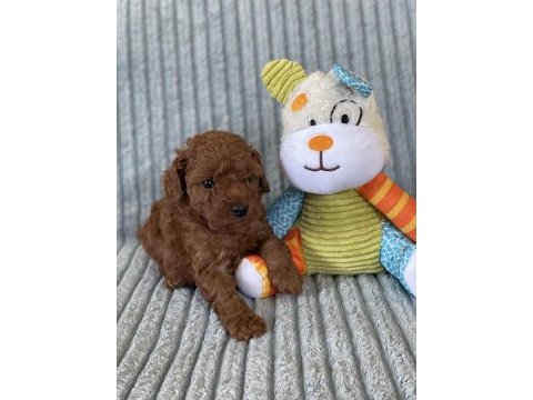 Eşsiz güzellikte toy poodle yavru