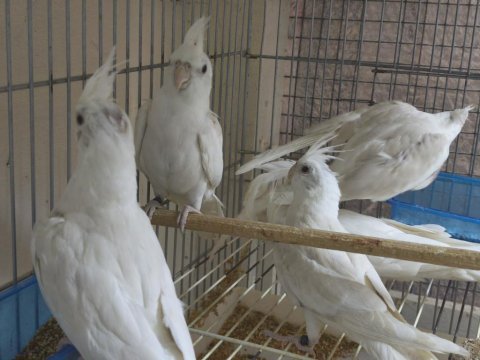 Albino sultan papağanı yavru