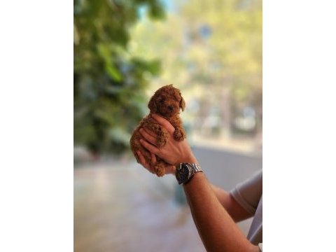 Kore dişi ve erkek toy poodle yavrularımız