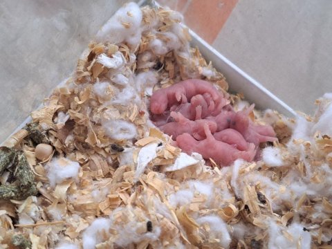 2 günlük suriye hamster yavruları
