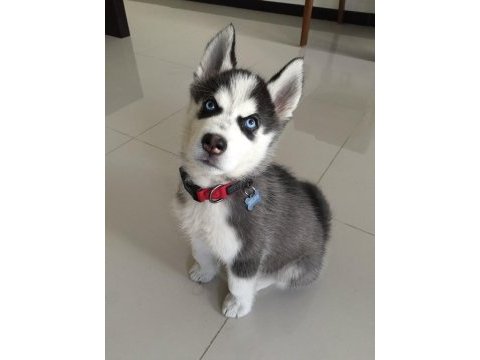 Husky mavi boncuklar gönülleri yakıyor