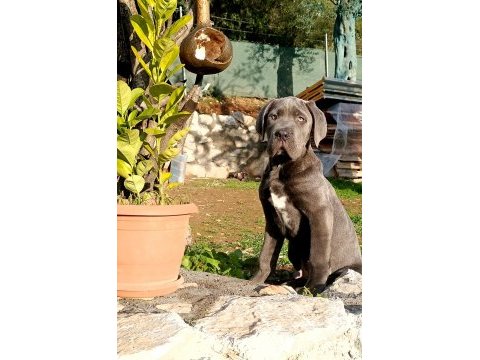 Cane corso blue yavrumuz erkek