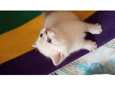 British shorthair oğlumuza ve kızımıza yuva arıyoruz
