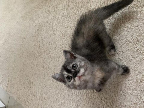 2 aylık british shorthair