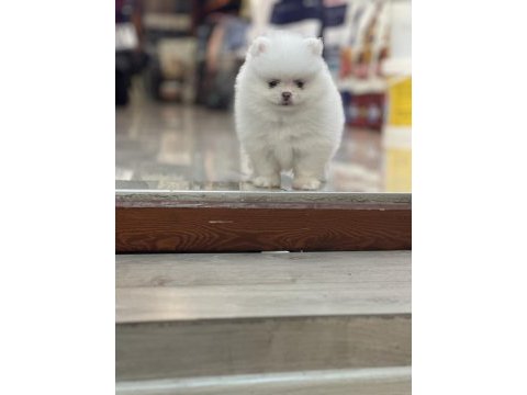 Pomeranian boo köpeğimiz
