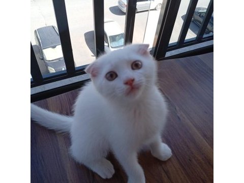 Scottish fold kedimi
