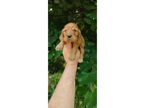American cocker
