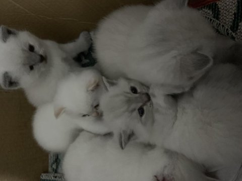 2 aylık blue point kedimiz