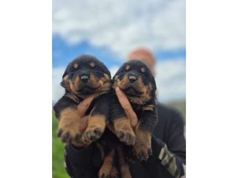 Rottweiler bebeleri