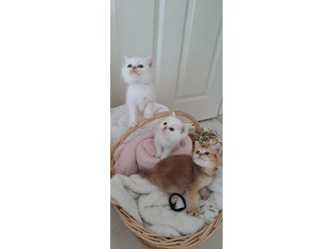 Scottish fold ve blue point bulunmayan cinsi