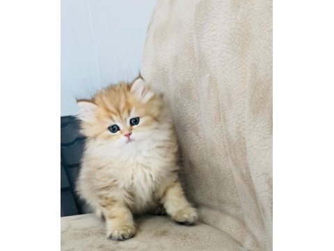 Ny24 golden yavru british longhair