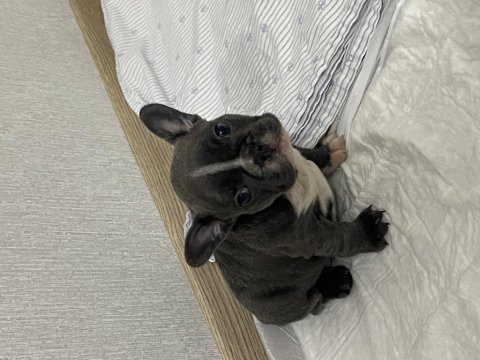 French bulldog blue erkek ankara içi