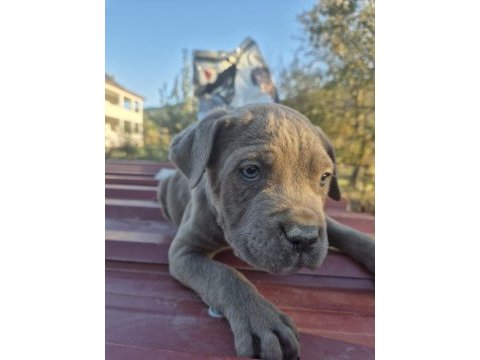 Cane corso yavrularımız