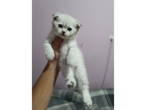 British shorthair yavrular