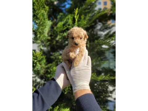 Sevgi dolu maltipoo yavrularımız
