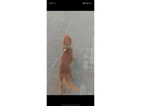 1 yaşında erkek american cocker