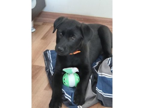 Labrador melez yavru