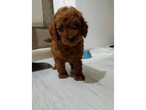 3.5 aylık tuvalet eğitimli erkek toy poodle