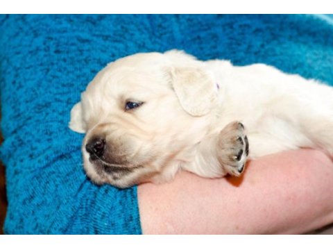 Golden retriever yavrular için ulaşabilirsiniz