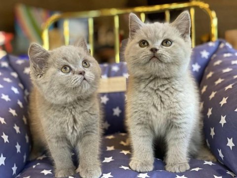 British shorthair yavruları