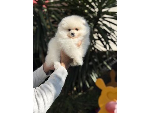 İthal pomeranian bebekler