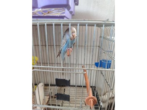 Ev el yetiştirme muhabbet yavru kuşlar