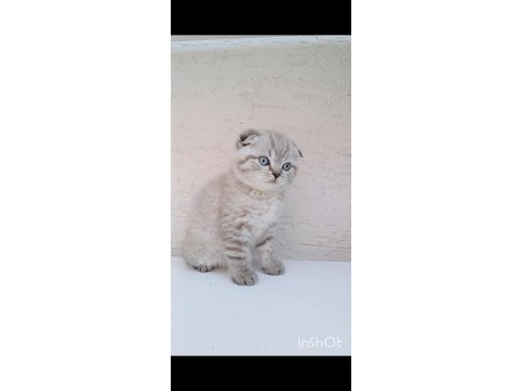Safkan top kafa sıfır kulak scottish fold yavrular