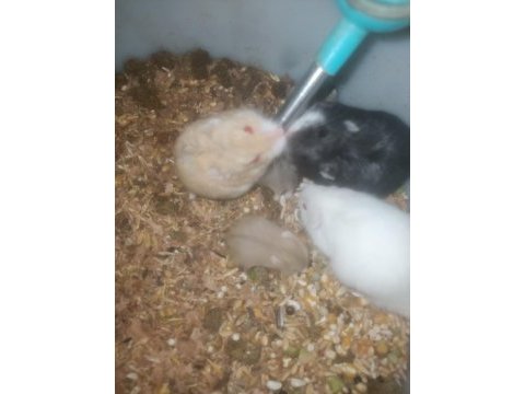 Gonzales yavrular hamster
