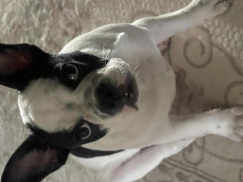 Erkek french bulldog köpeği