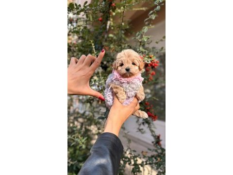 Yavru maltipoo