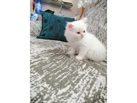 Safkan iran kedisi yavruları