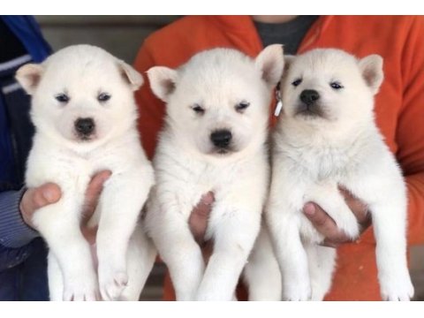 Husky yavrularımız yeni ailesini bekliyor
