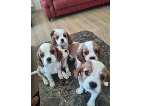 Orijinal cavalier king charles yavrular