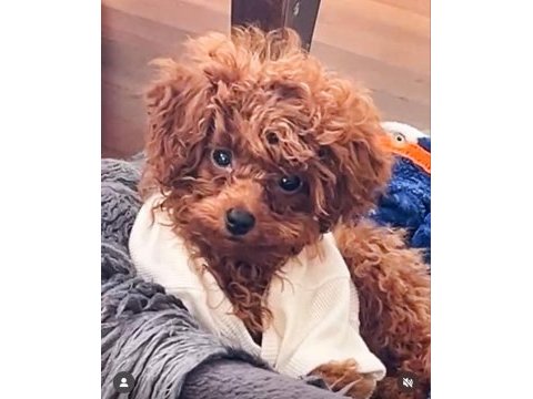 Toy poodle 9 aylık