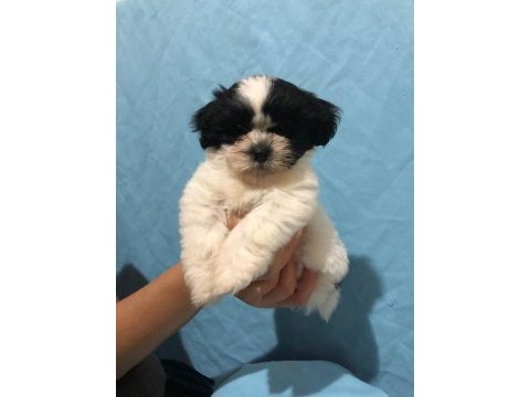 Efsane güzellikte shih tzu bebekler