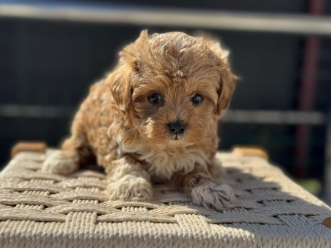 Ankarada yasal çiftlikde ziyarete açık maltipoo